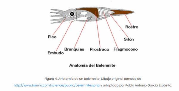 Dactyloteuthis irregularis - Imagen 4