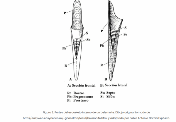 Dactyloteuthis irregularis - Imagen 3