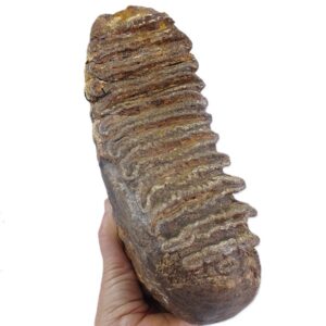 Stegodon trigonocephalus