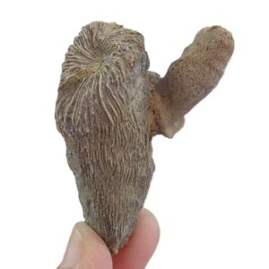 Trochosmilia corniculum  VENDIDO