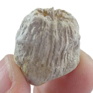 Dungulia texana
