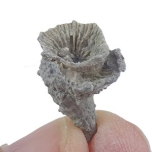 Lophophyllidium proliferum  VENDIDO
