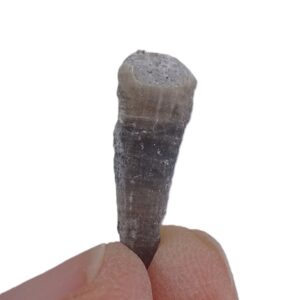 Streptelasma sp.