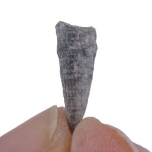 Streptelasma sp.