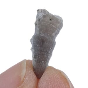 Streptelasma sp.