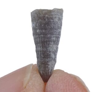 Streptelasma sp.