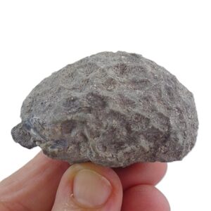 Isastrea limitata