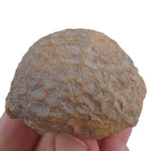 Isastrea limitata