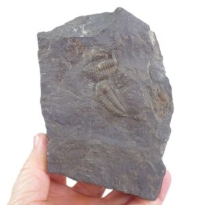Ellipsocephalus hoffi