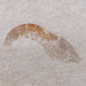 Antrimpos intermedius