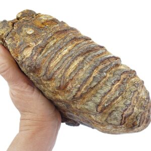 Stegodon trigonocephalus
