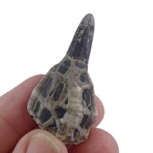 Dactyloteuthis irregularis