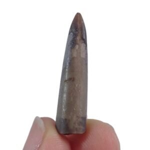 Megateuthis tripartitus