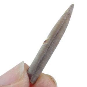 Pseudobelus bipartitus