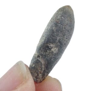 Duvalia binervia