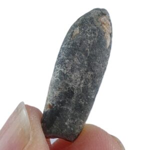 Duvalia binervia