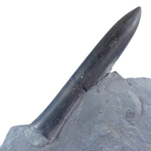 Passaloteuthis paxillosa