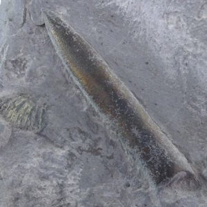 Passaloteuthis paxillosa