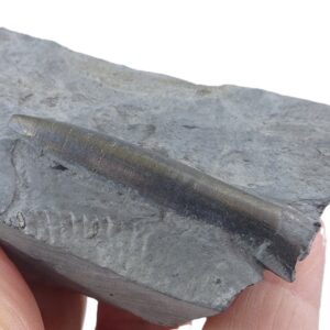 Passaloteuthis paxillosa
