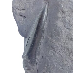 Passaloteuthis paxillosa