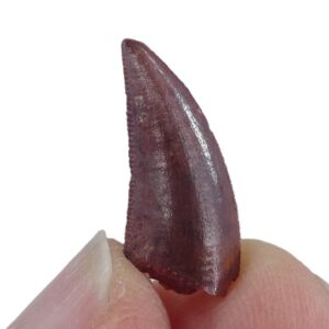 Dromaeosauridae