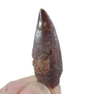 Dromaeosauridae