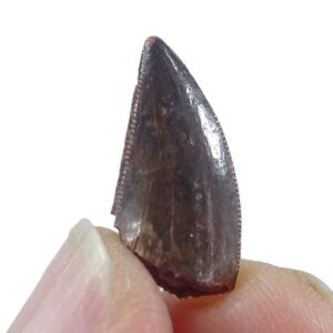 Dromaeosauridae