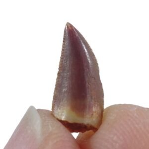 Dromaeosauridae