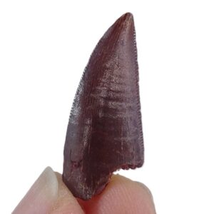 Dromaeosauridae