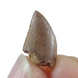 Dromaeosauridae