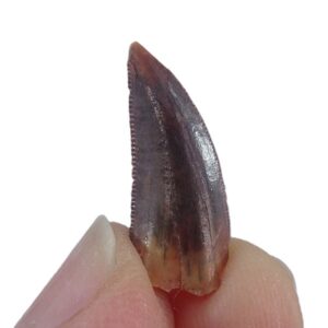 Dromaeosauridae
