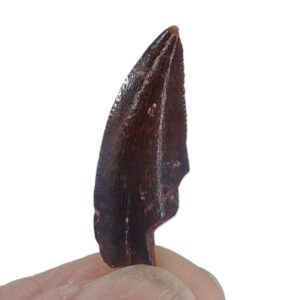 Dromaeosauridae
