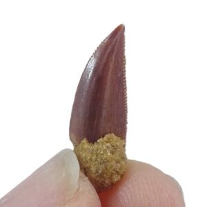 Dromaeosauridae