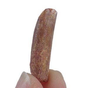 Rebbachisaurus garasbae
