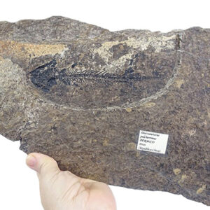 Discosauriscus pulcherrimus
