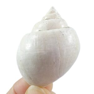 Amaurellina (Crommium) angustata