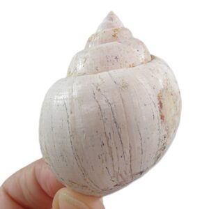 Amaurellina (Crommium) angustata