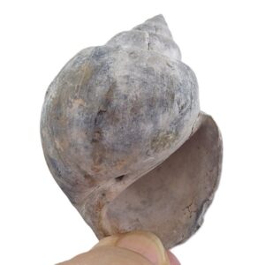 Amaurellina (Crommium) angustata