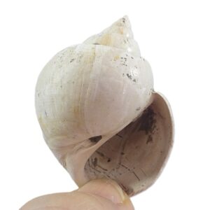 Amaurellina (Crommium) angustata