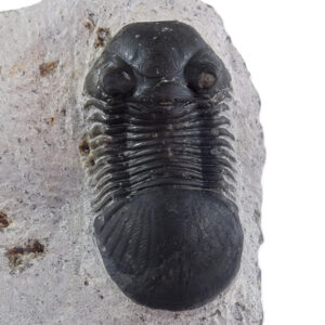 Paralejurus rehamnanus