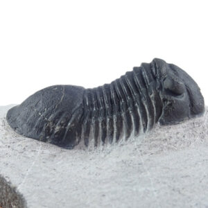 Paralejurus rehamnanus