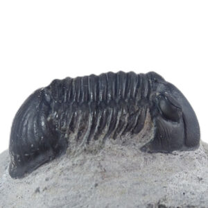 Paralejurus rehamnanus