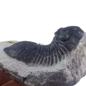 Paralejurus rehamnanus