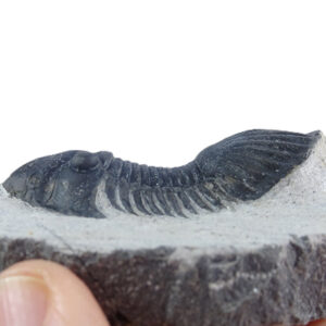 Paralejurus rehamnanus