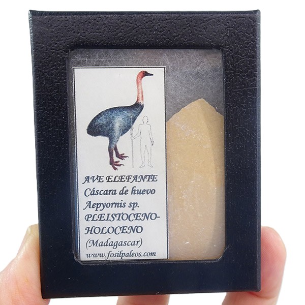 Aepyornis sp. - Imagen 2