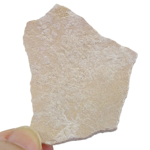 Aepyornis sp. - Imagen 3