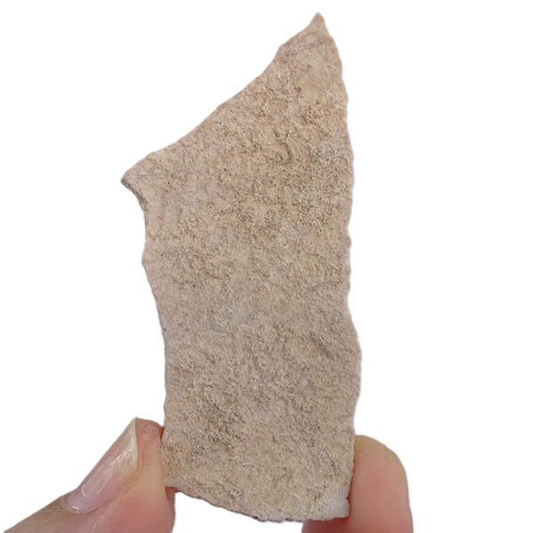 Aepyornis sp. - Imagen 3