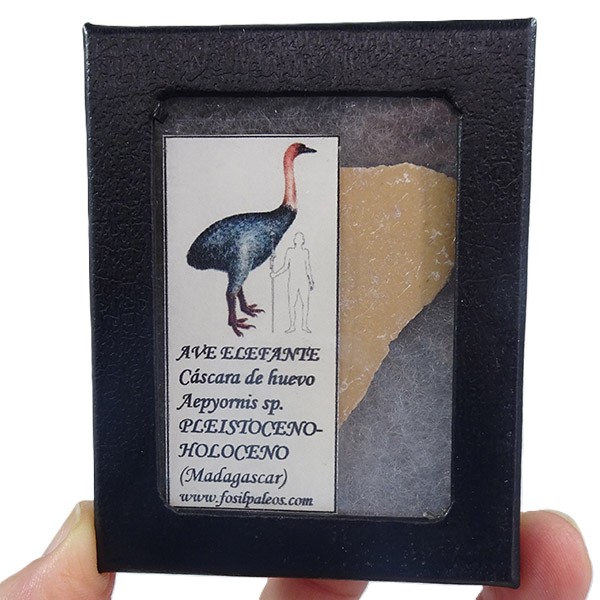 Aepyornis sp. - Imagen 2