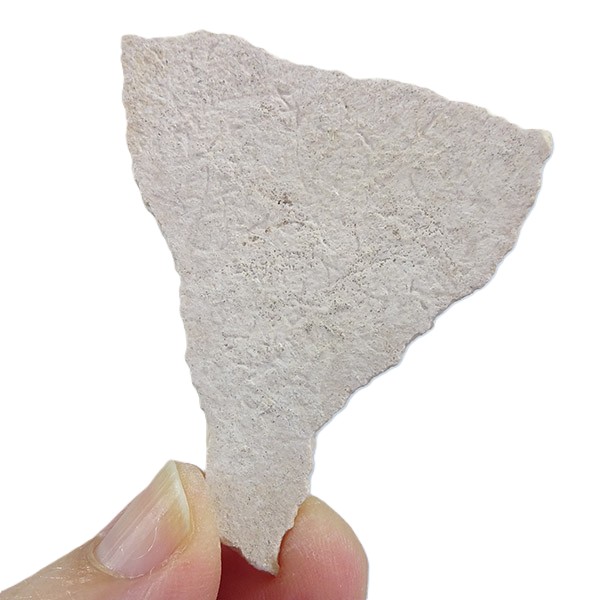 Aepyornis sp. - Imagen 3