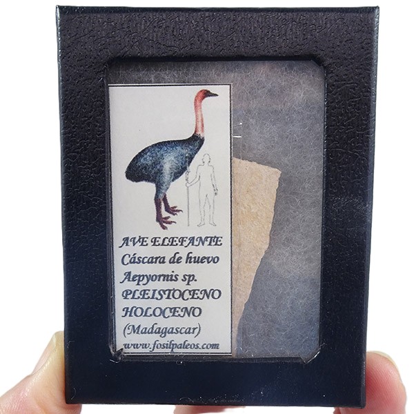 Aepyornis sp. - Imagen 2